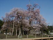 sudousankara-sakura